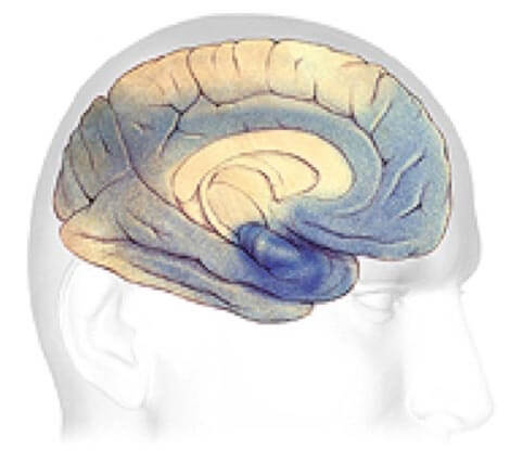 Progresión cerebral del Alzheimer