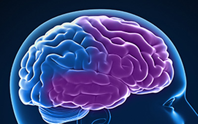 Image showing the frontotemporal region of the brain