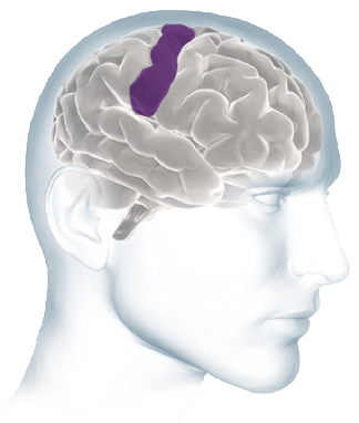 Inside The Brain Brain Basics Alzheimer S Association